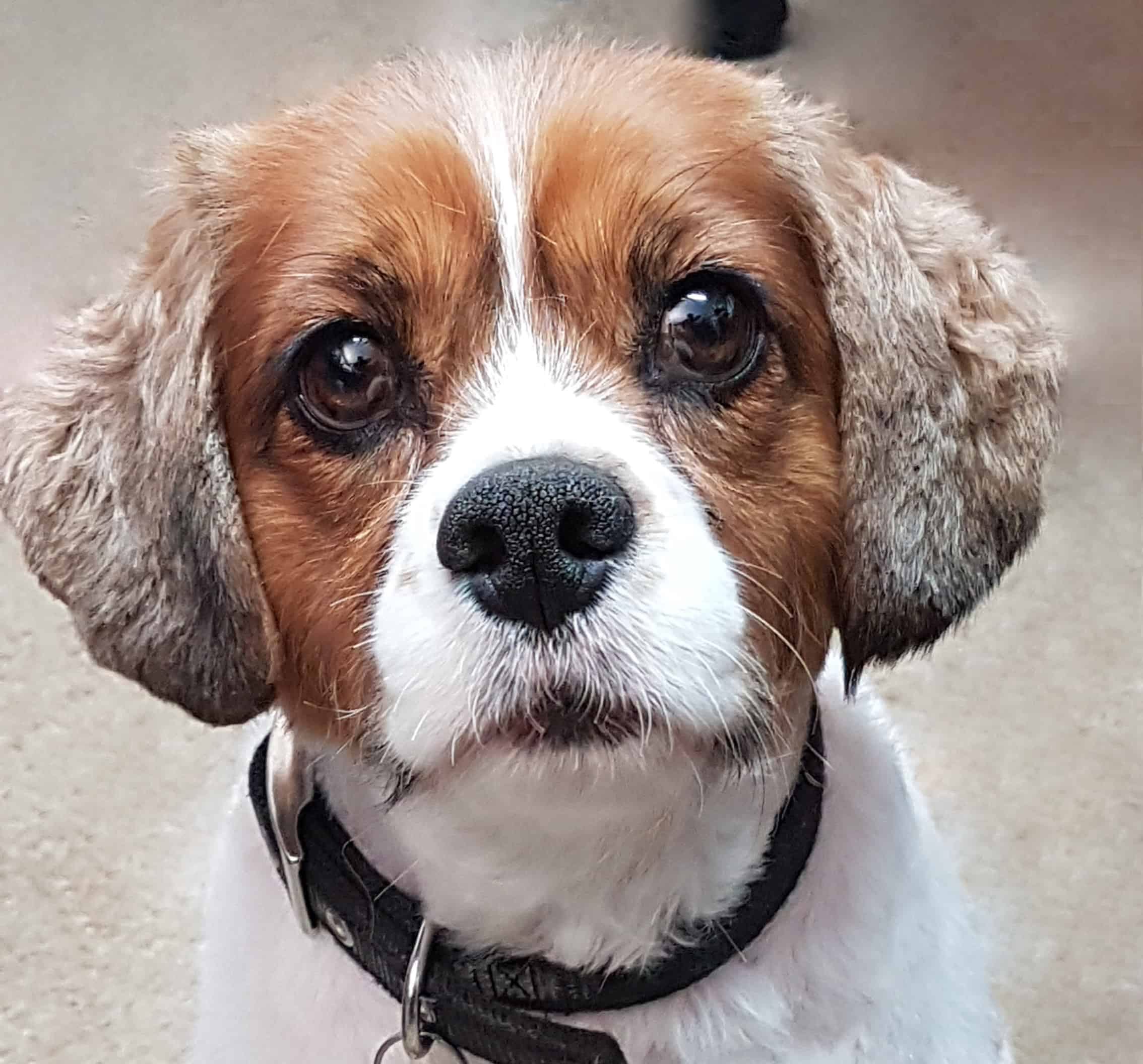 Bentley - The almost beagle